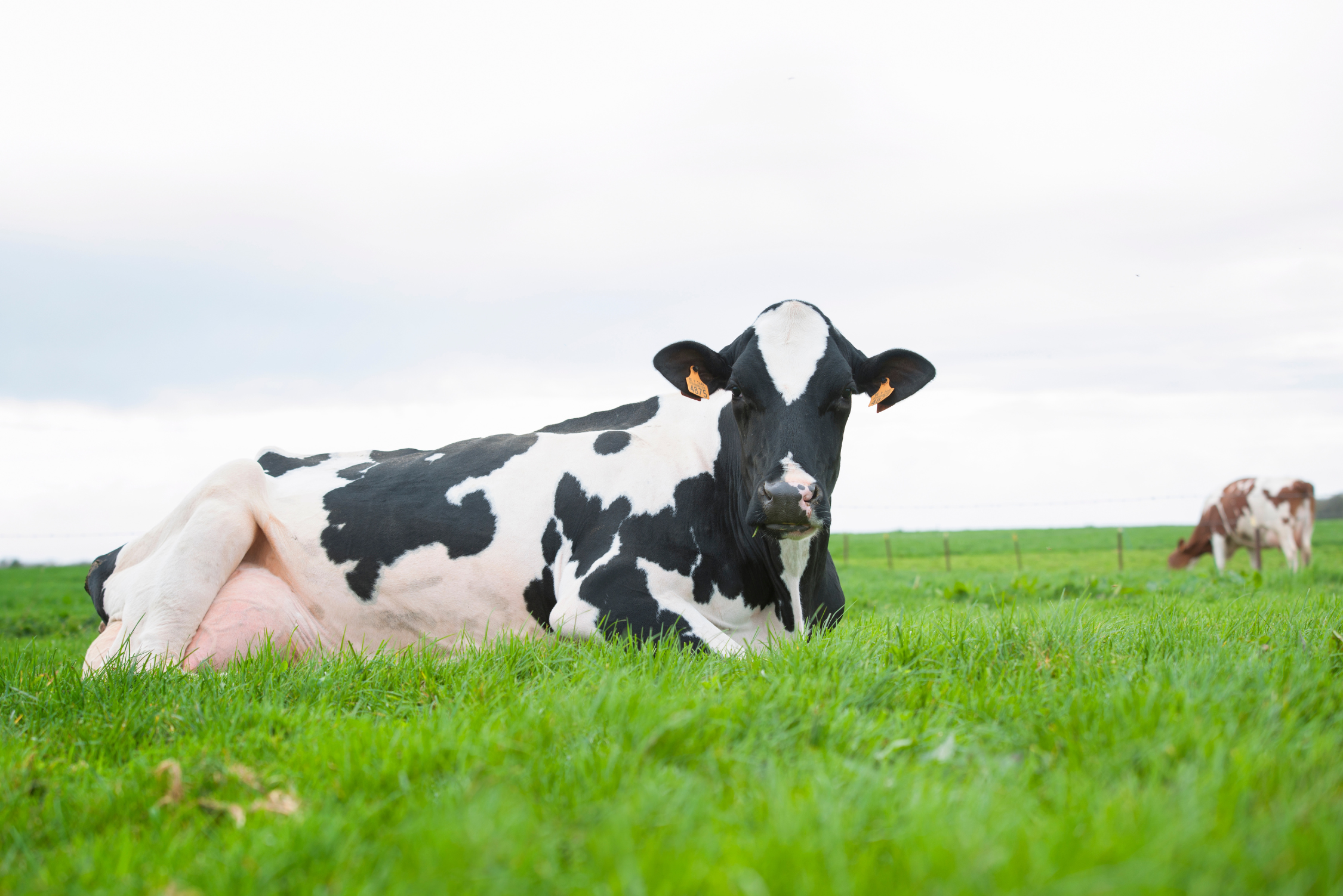 OmniGen cow field image (1)