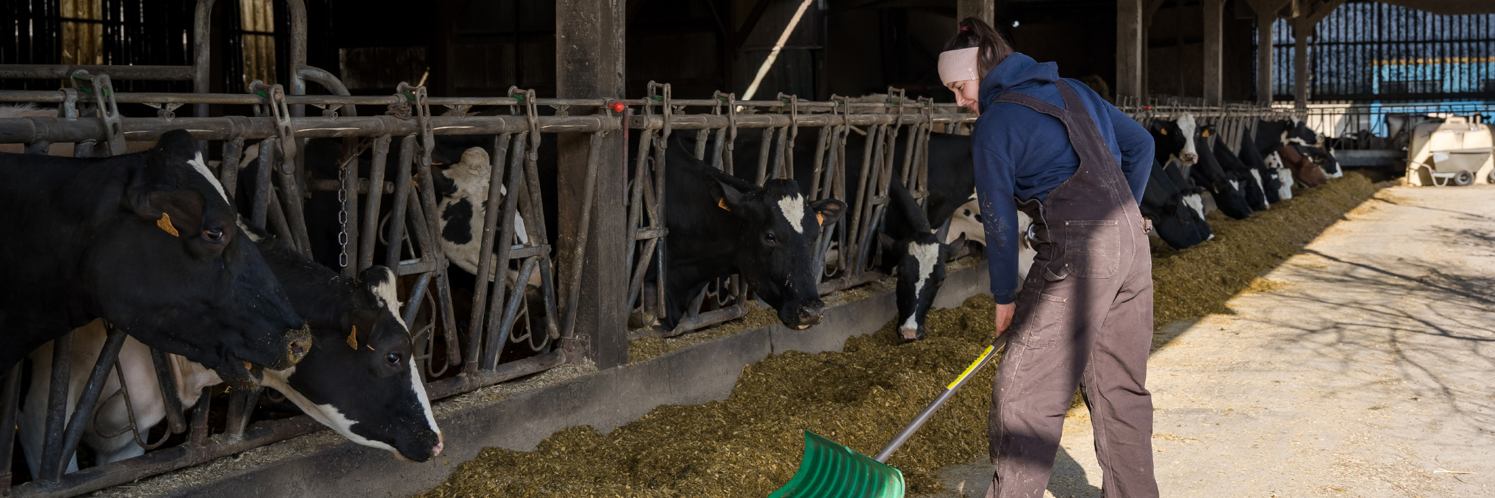 Phibro-heat stress campaign-landingspage-v1