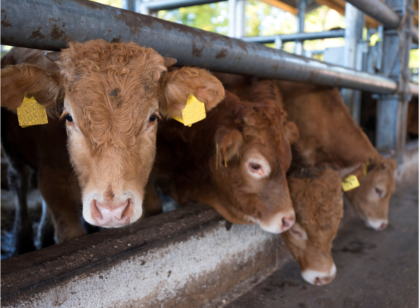 Ruminant team-Apr-22-2026-11-53-36-3386-AM