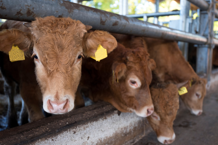 Ruminant team-Sep-08-2026-01-06-21-6514-PM