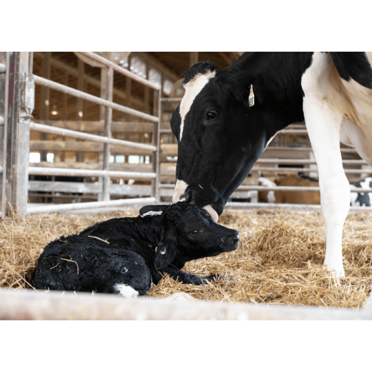 cow-calf-cetosis