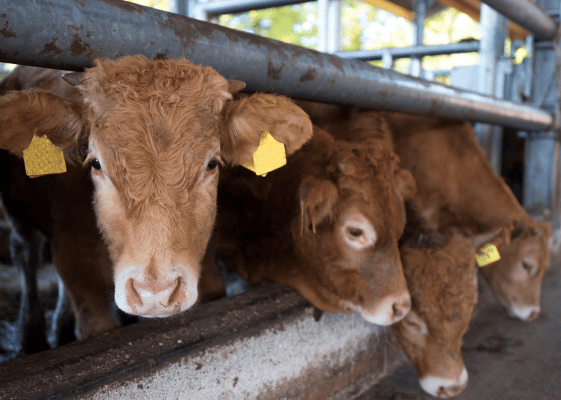 deccox calf