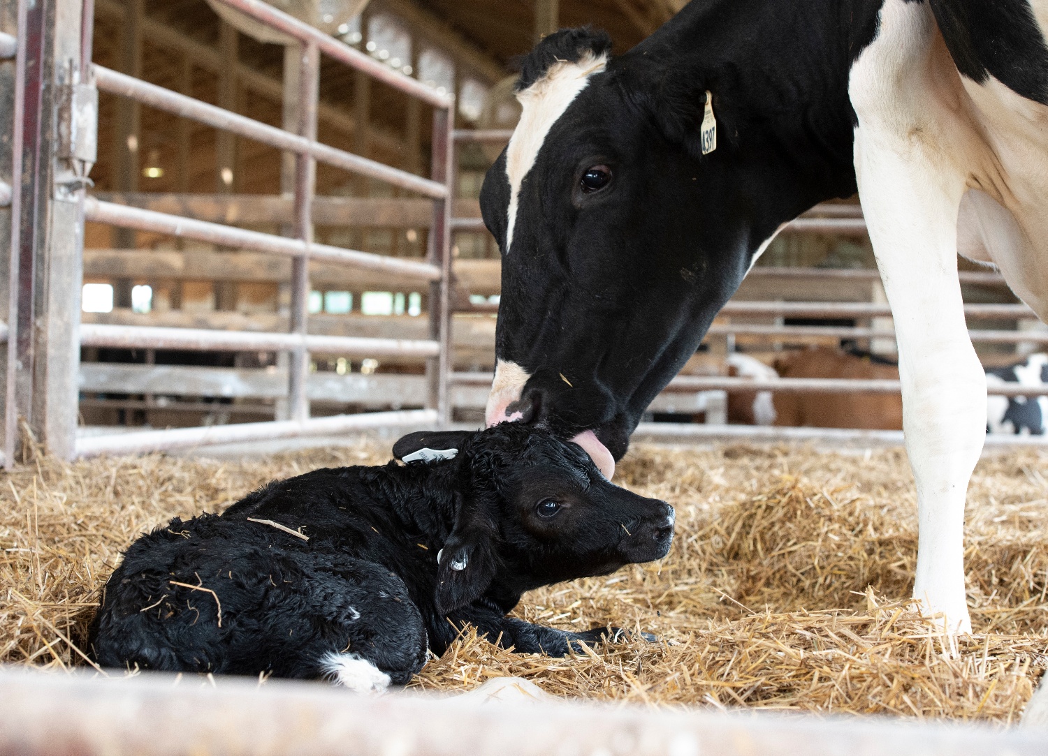 spring_hill_calf_born_170-1